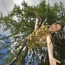 Flying Fox